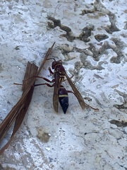 Polistes stabilinus