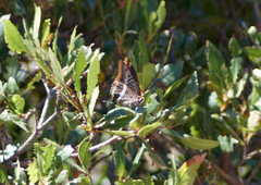 Charaxes jasius