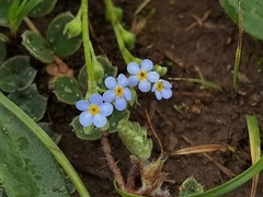 Trigonotis peduncularis