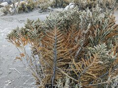 Andicolea colombiana