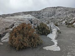 Andicolea colombiana