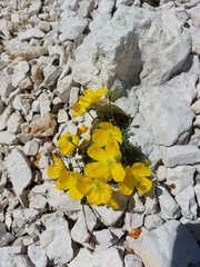 Papaver alpinum