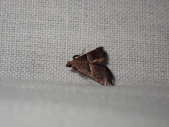 Endotricha consobrinalis