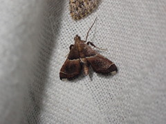 Endotricha consobrinalis