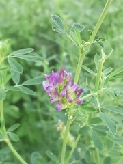 Medicago sativa