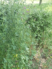 Medicago sativa