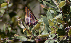 Charaxes jasius