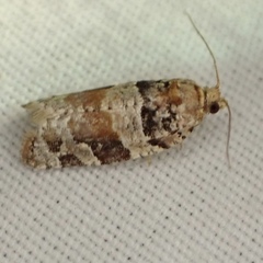 Argyrotaenia kimballi