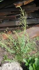 Chenopodium acuminatum