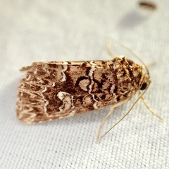 Callopistria granitosa