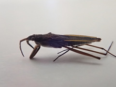 Gerris costae