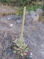 Verbascum litigiosum