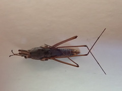 Gerris costae