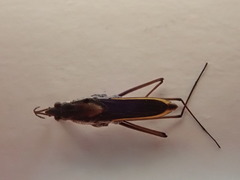 Gerris costae
