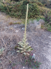 Verbascum litigiosum