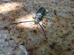 Nadezhdiella cantori