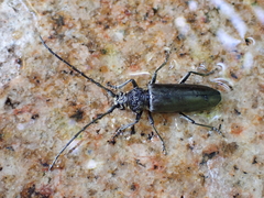 Nadezhdiella cantori