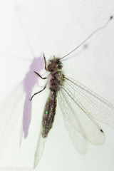 Ululodes macleayanus