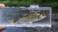 Alburnoides bipunctatus