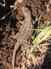 Sceloporus scalaris