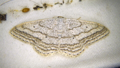 Scopula ancellata