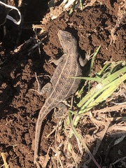 Sceloporus scalaris