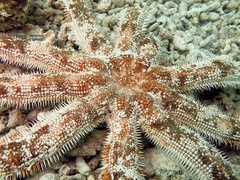 Luidia magnifica