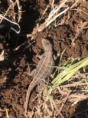 Sceloporus scalaris