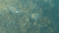 Diplodus sargus
