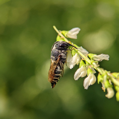 Coelioxys aurolimbatus