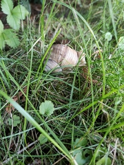 Helix pomatia