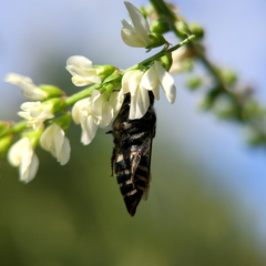 Coelioxys aurolimbatus