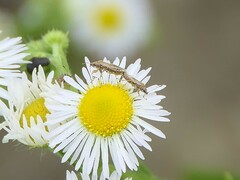 Nysius senecionis
