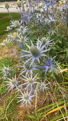 Eryngium amethystinum