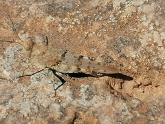 Sphingonotus caerulans