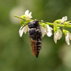 Coelioxys aurolimbatus