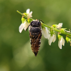 Coelioxys aurolimbatus