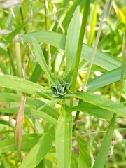 Asphondylia solidaginis