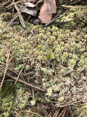 Sphagnum
