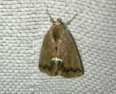 Hypsoropha hormos