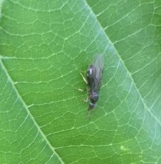 Formicidae