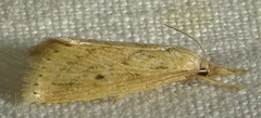 Diatraea lisetta