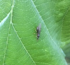 Formicidae