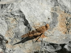 Sphingonotus caerulans