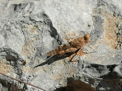 Sphingonotus caerulans