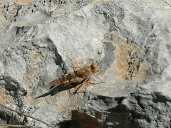 Sphingonotus caerulans