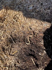 Plestiodon gilberti placerensis