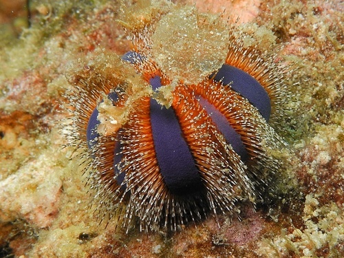 Mespilia globulus (Linnaeus, 1758)