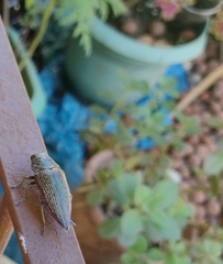 Lampetis roseocarinata