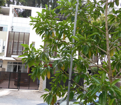 Pteleocarpa lamponga